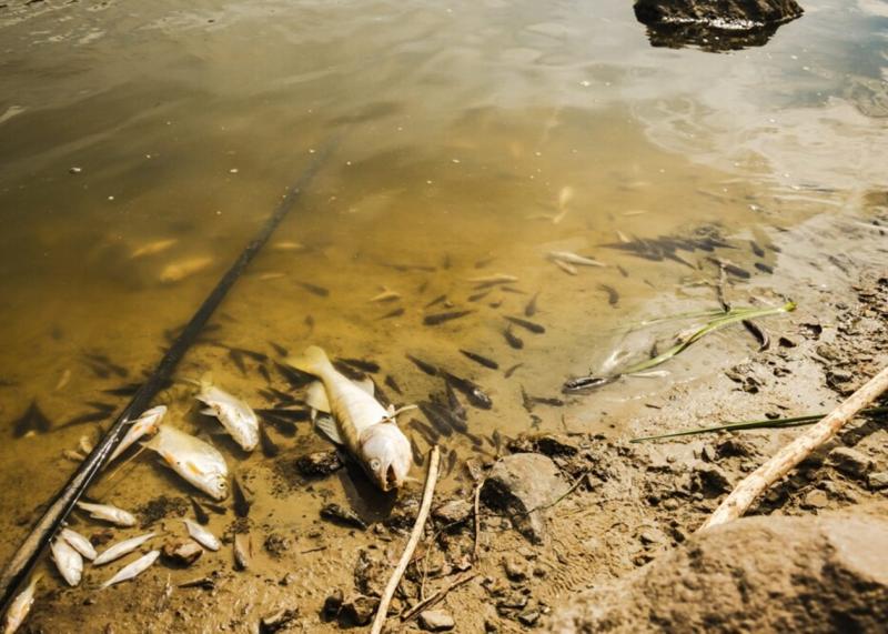 Забрудненість річок Сейм і Десна: які ризики несе ця вода?