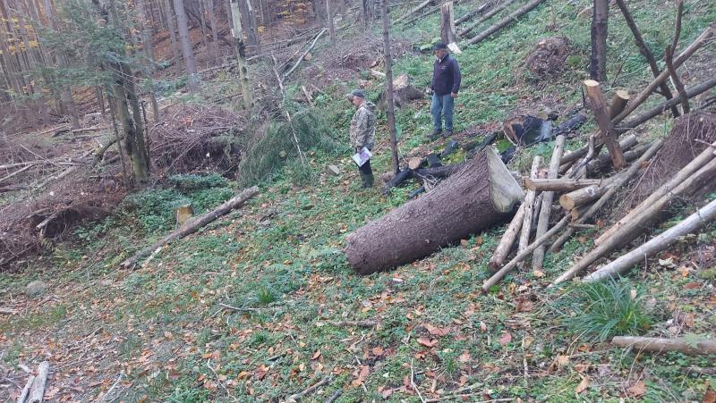 У Космацькому лісництві було виявлено факти незаконної вирубки дерев, завдавши збитків на суму 83 243 гривні.